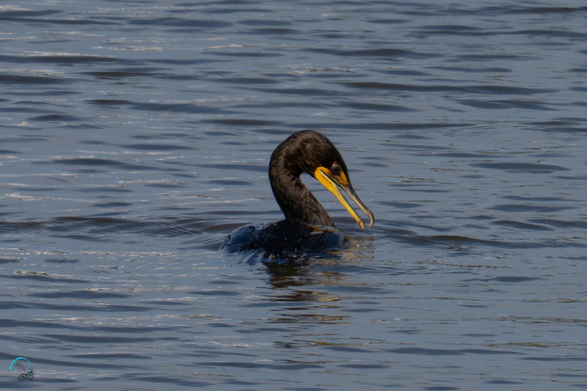 Double-crested Cormorant - ML642465436