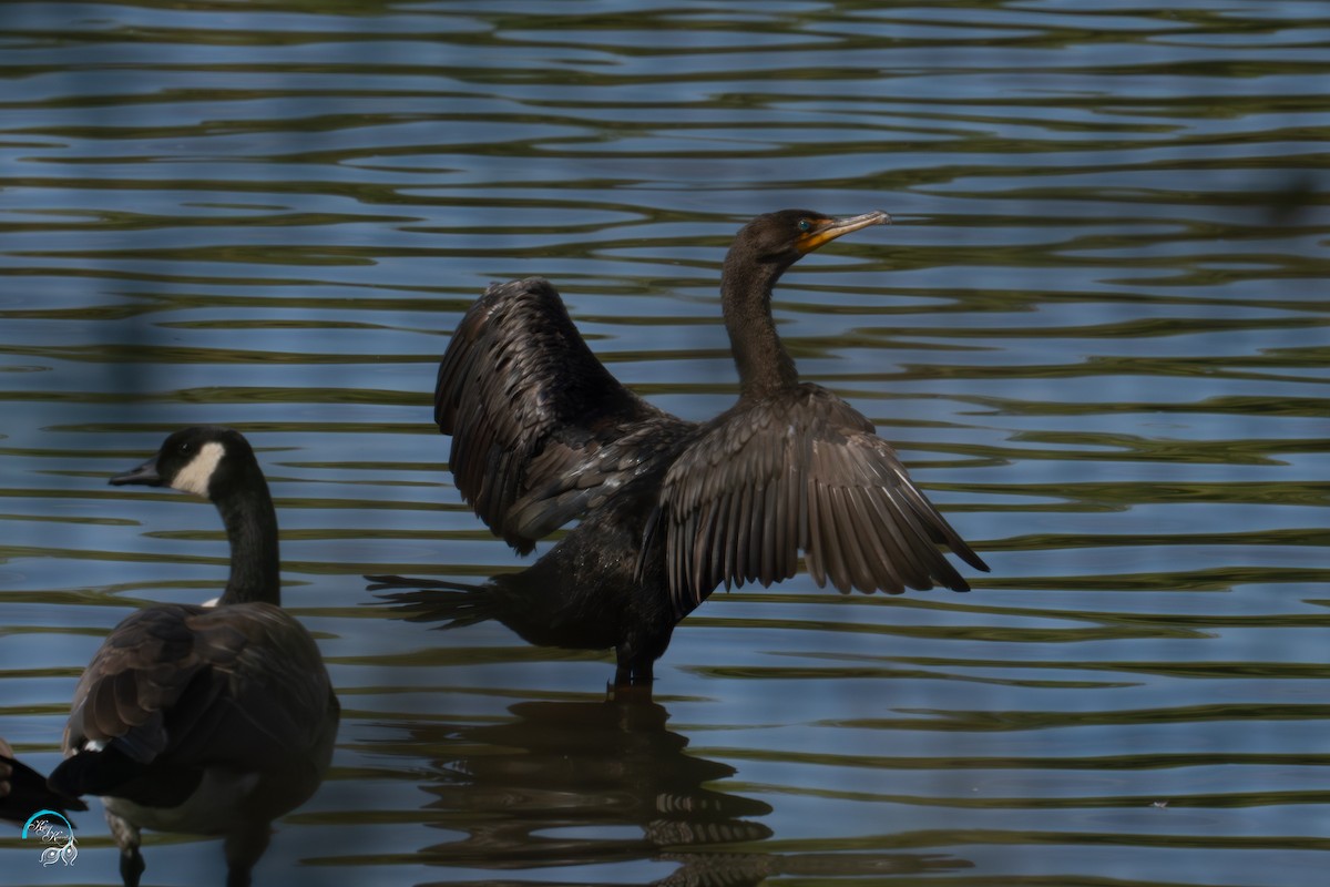 Double-crested Cormorant - ML642465437