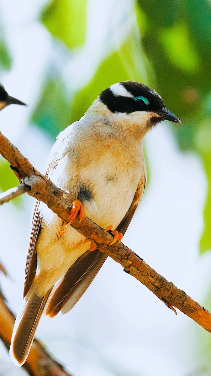 Black-chinned Honeyeater - ML642465442