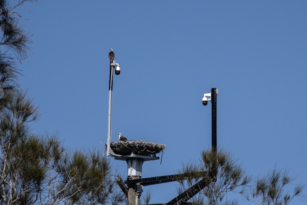 Osprey (Australasian) - ML642465443