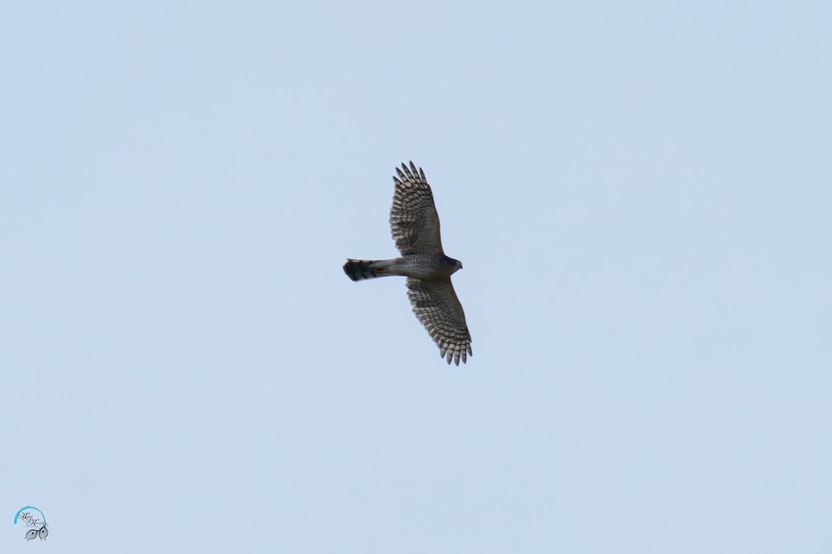 Cooper's Hawk - ML642465461