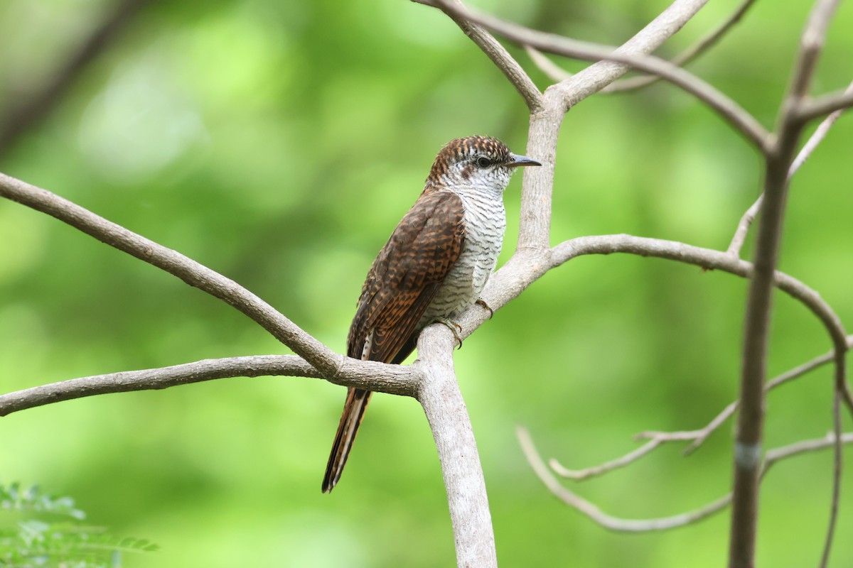 vatregjøk - ML642465463