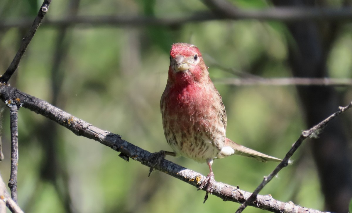 House Finch - ML642465465