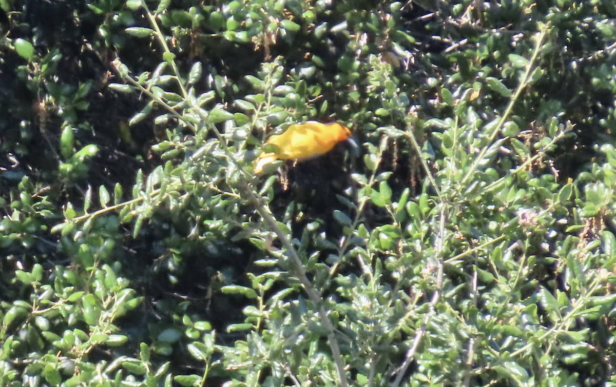 Bullock's Oriole - ML642465469