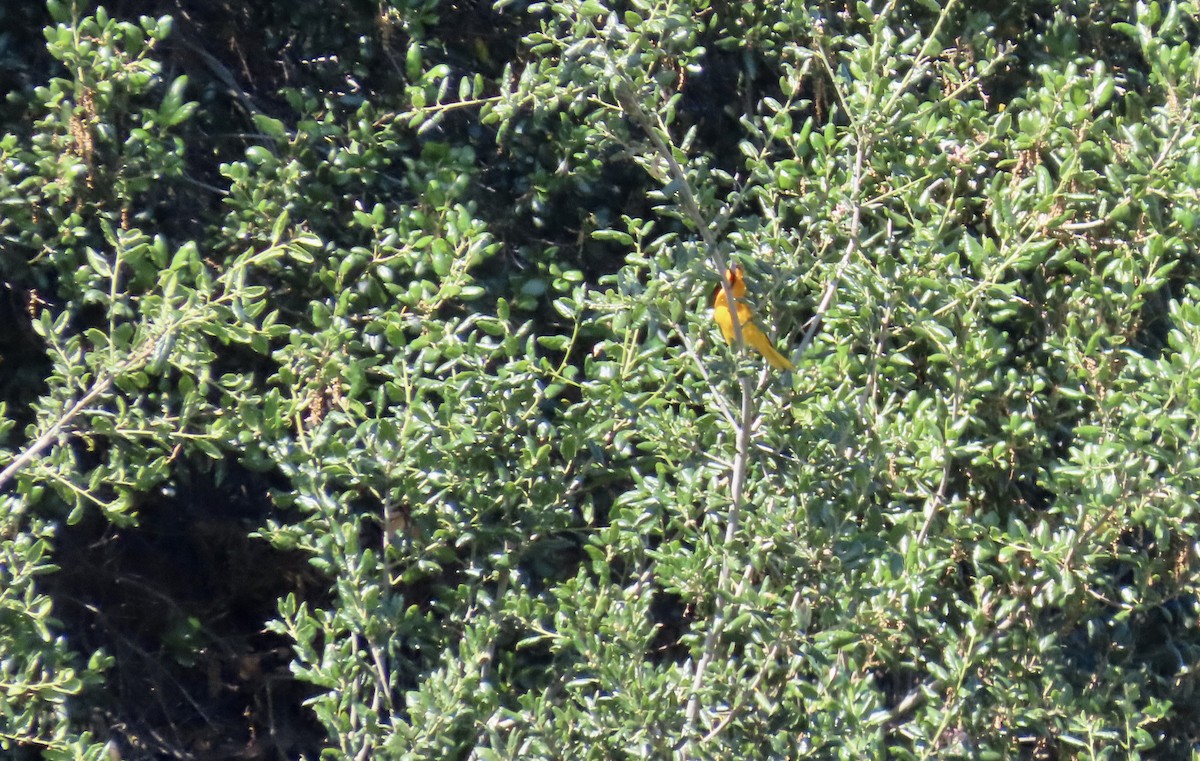Bullock's Oriole - ML642465470
