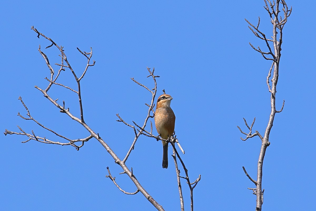 Bull-headed Shrike - ML642465475