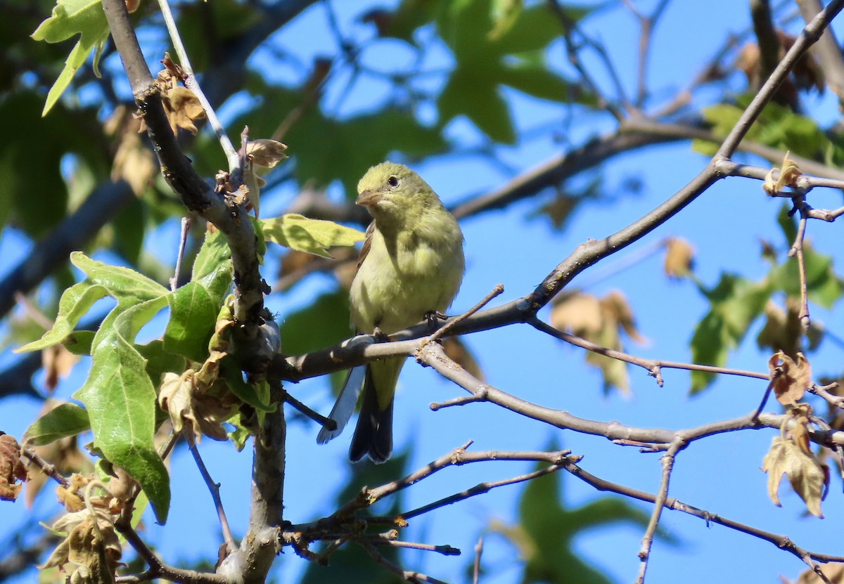 Western Tanager - ML642465476