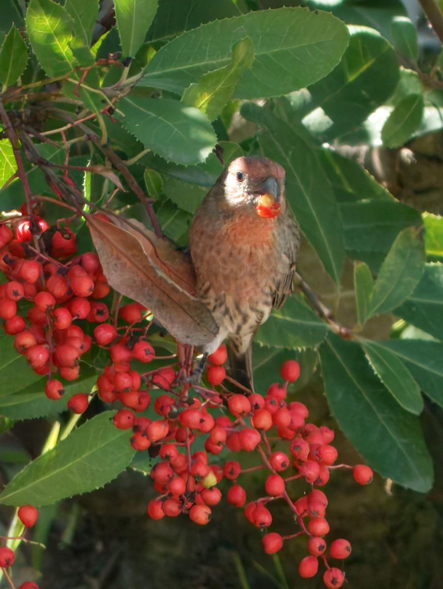 House Finch - ML642465477