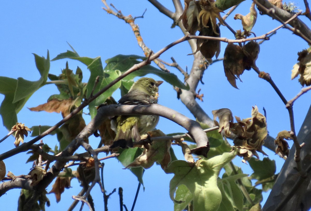 Western Tanager - ML642465478
