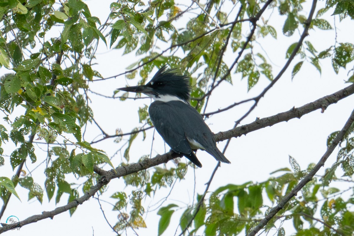 Belted Kingfisher - ML642465481