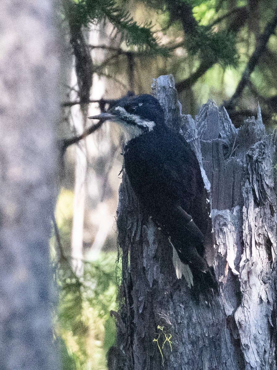 Black-backed Woodpecker - ML642465482
