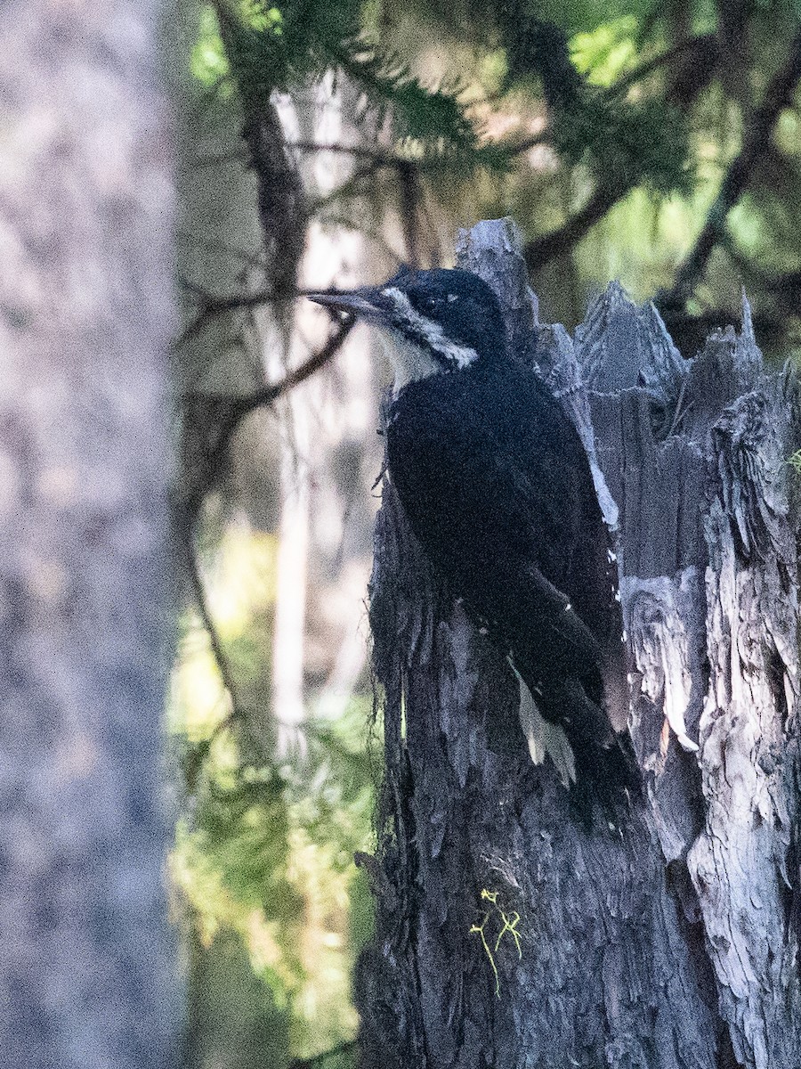 Black-backed Woodpecker - ML642465483