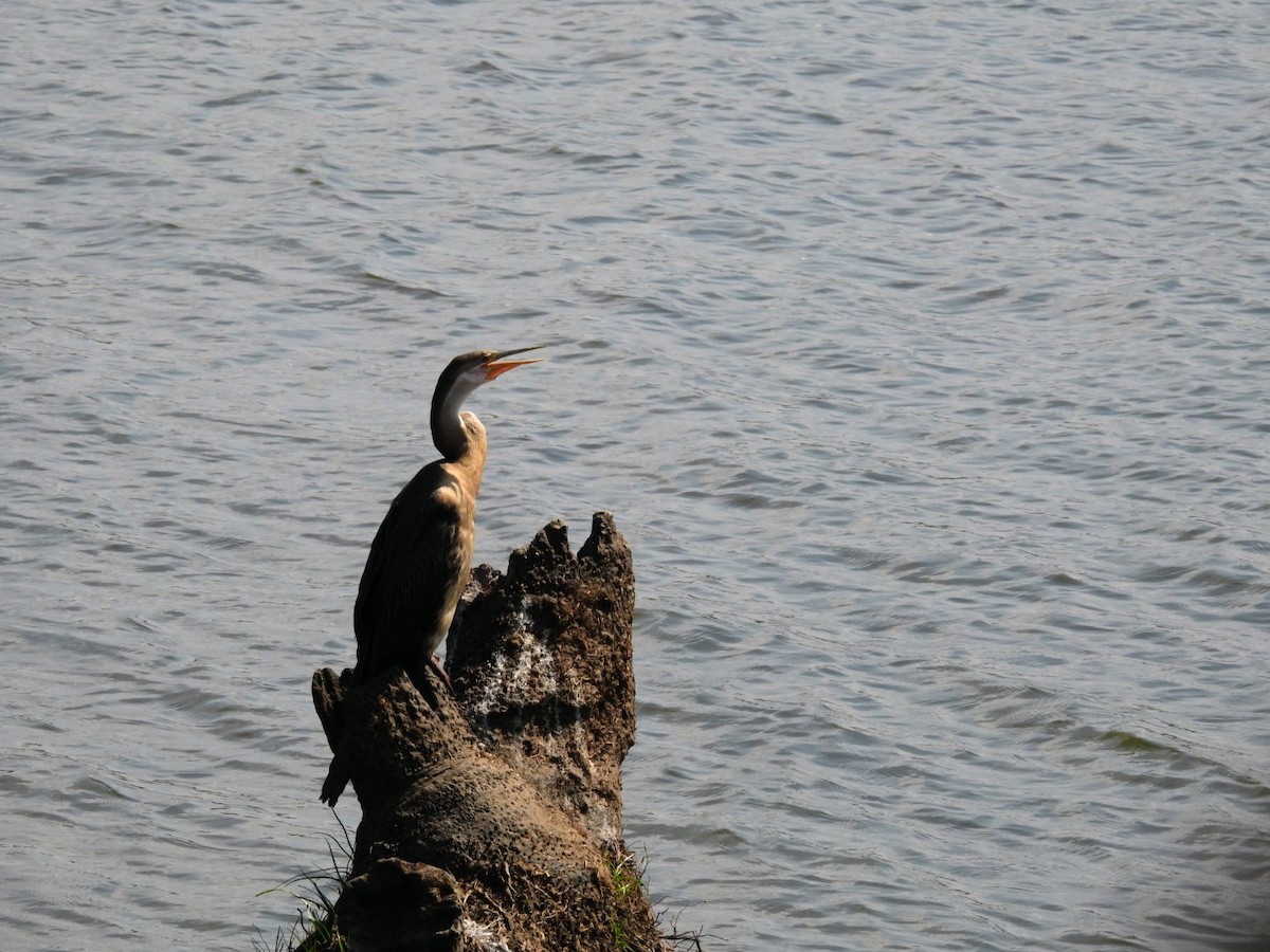 African Darter - ML642465485