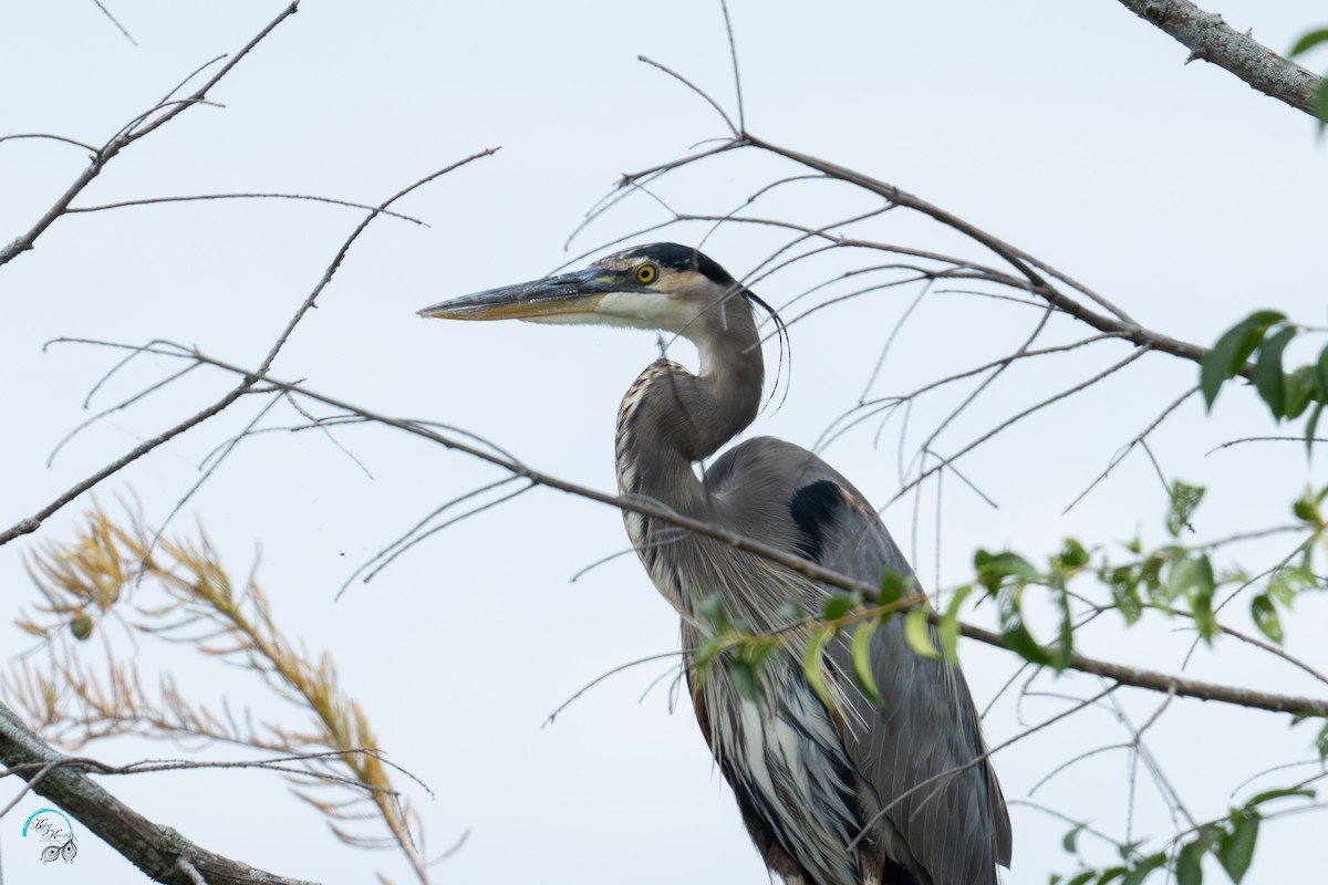Great Blue Heron - ML642465486