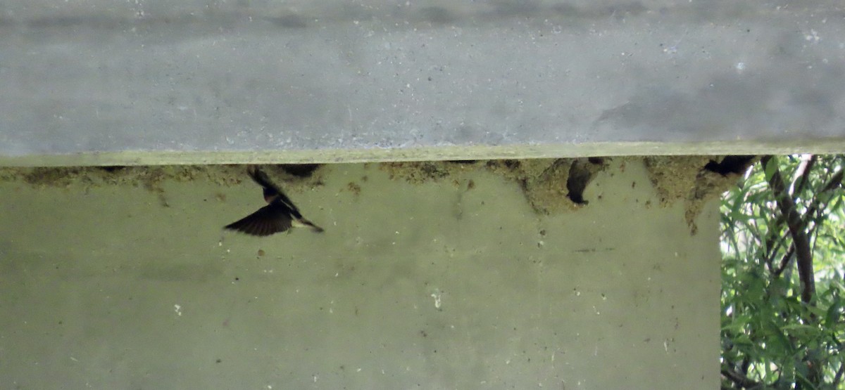 Cliff Swallow - ML642465490