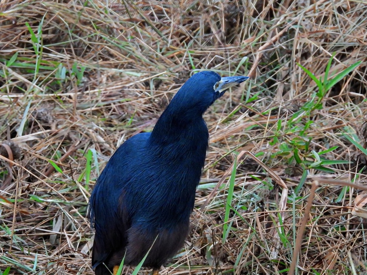Rufous-bellied Heron - ML642465492