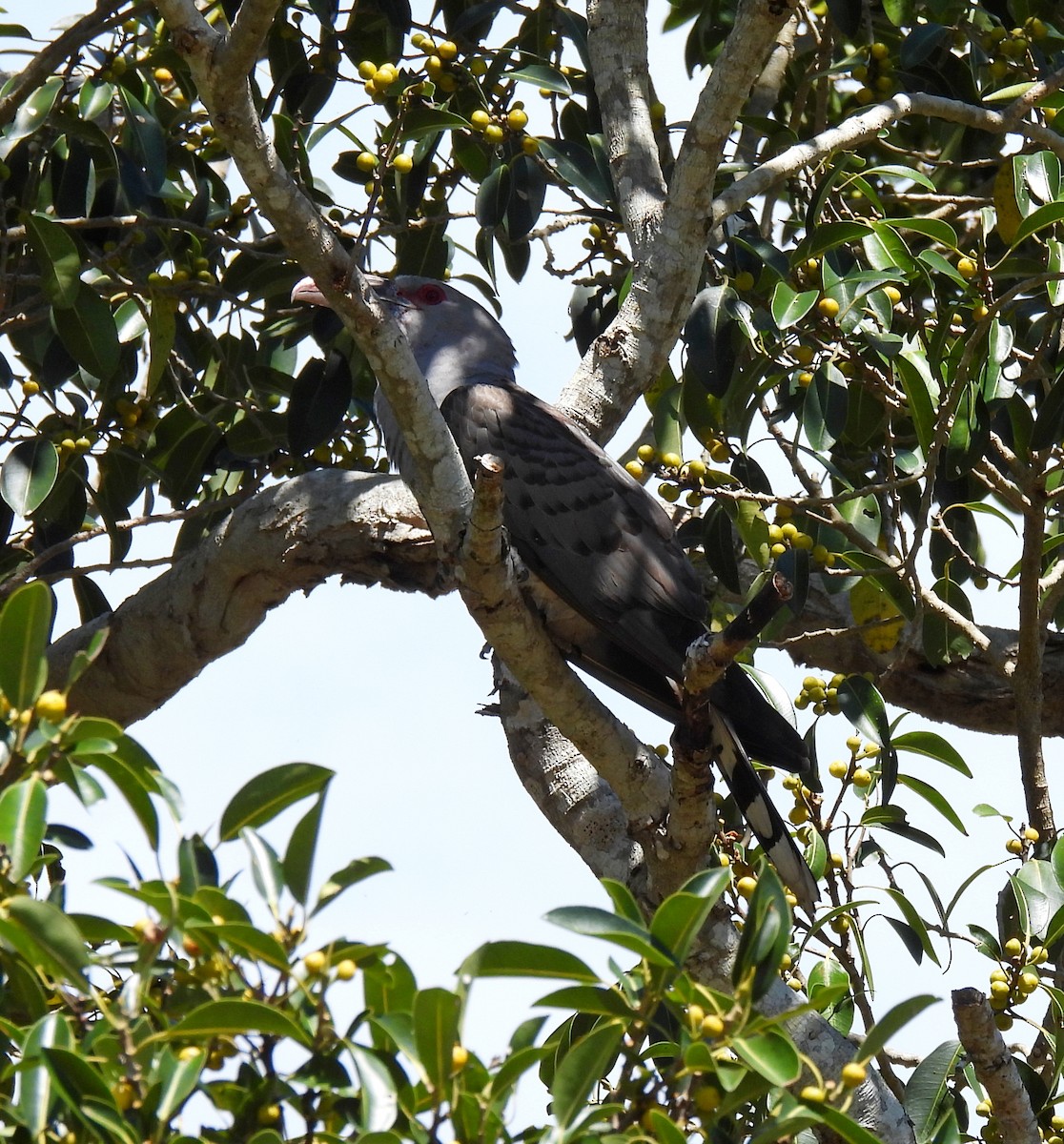 Channel-billed Cuckoo - ML642465495