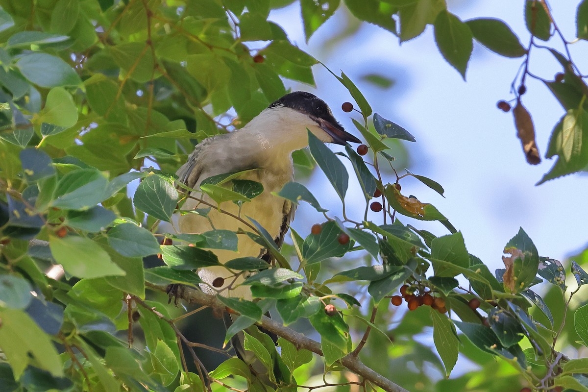 Azure-winged Magpie - ML642465502