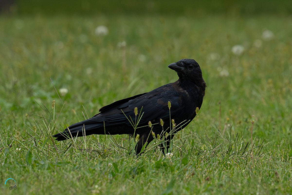 American Crow - ML642465503
