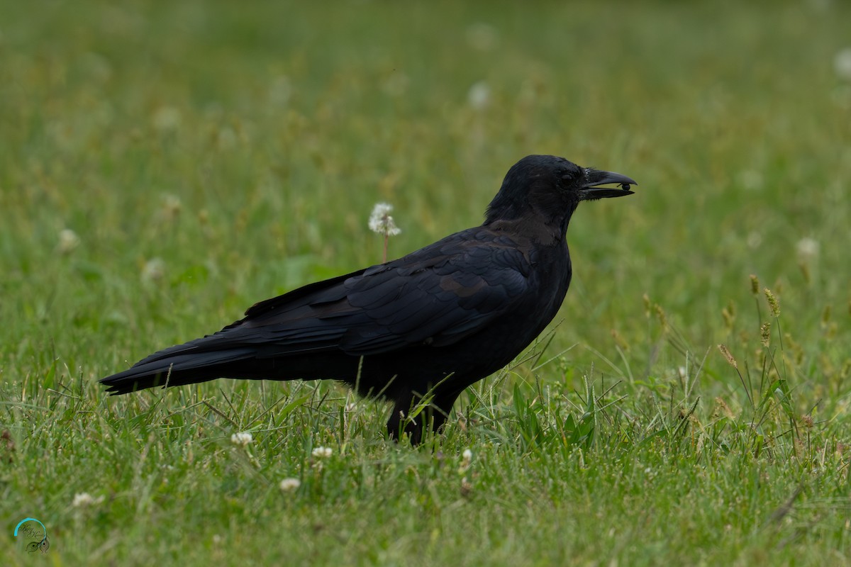 American Crow - ML642465504