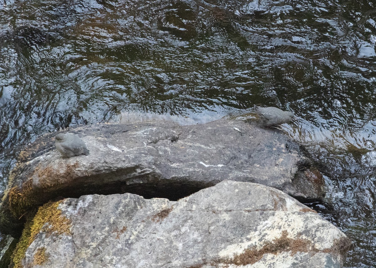 American Dipper - ML642465505