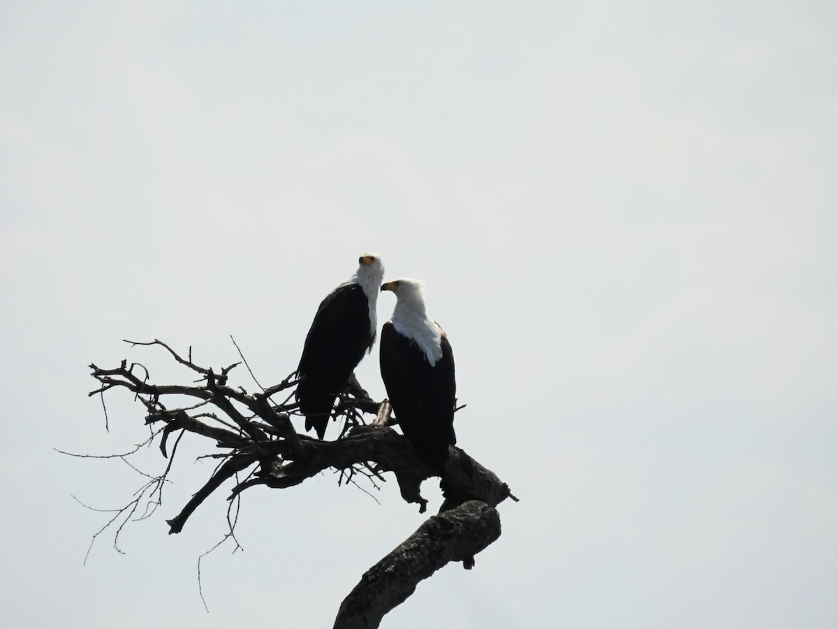 African Fish-Eagle - ML642465506