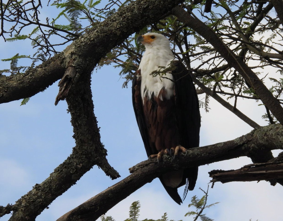 African Fish-Eagle - ML642465507
