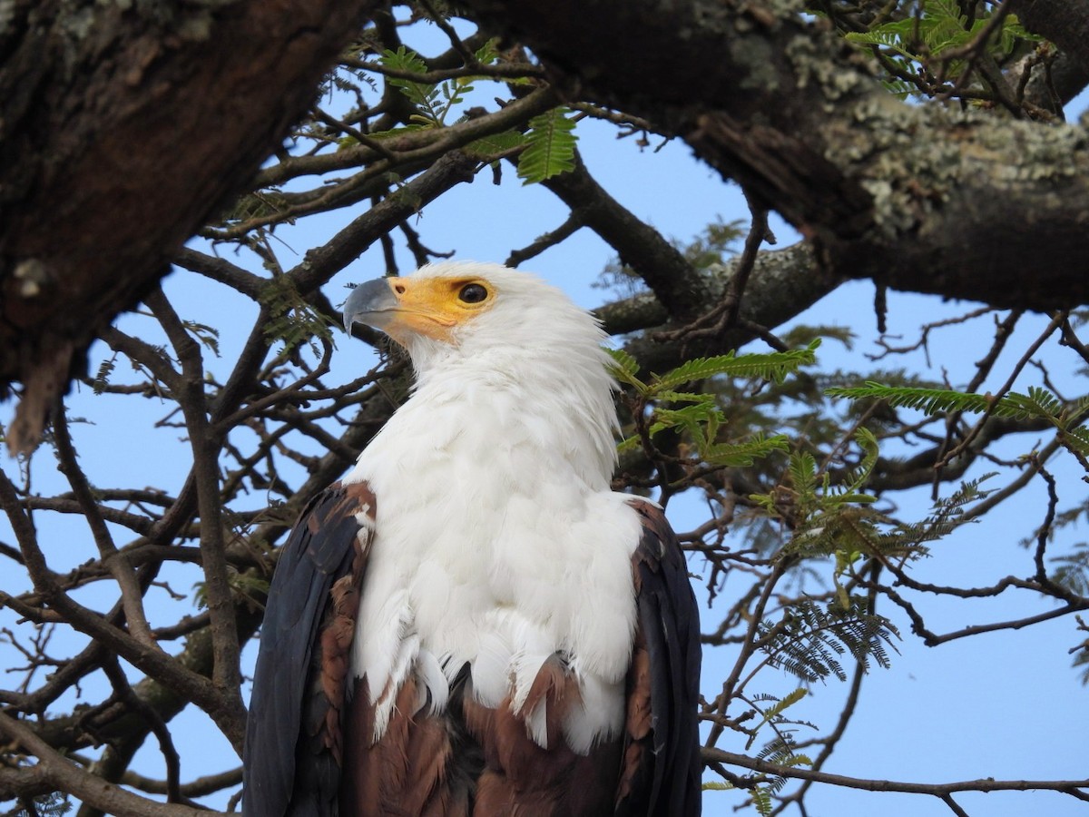 African Fish-Eagle - ML642465508
