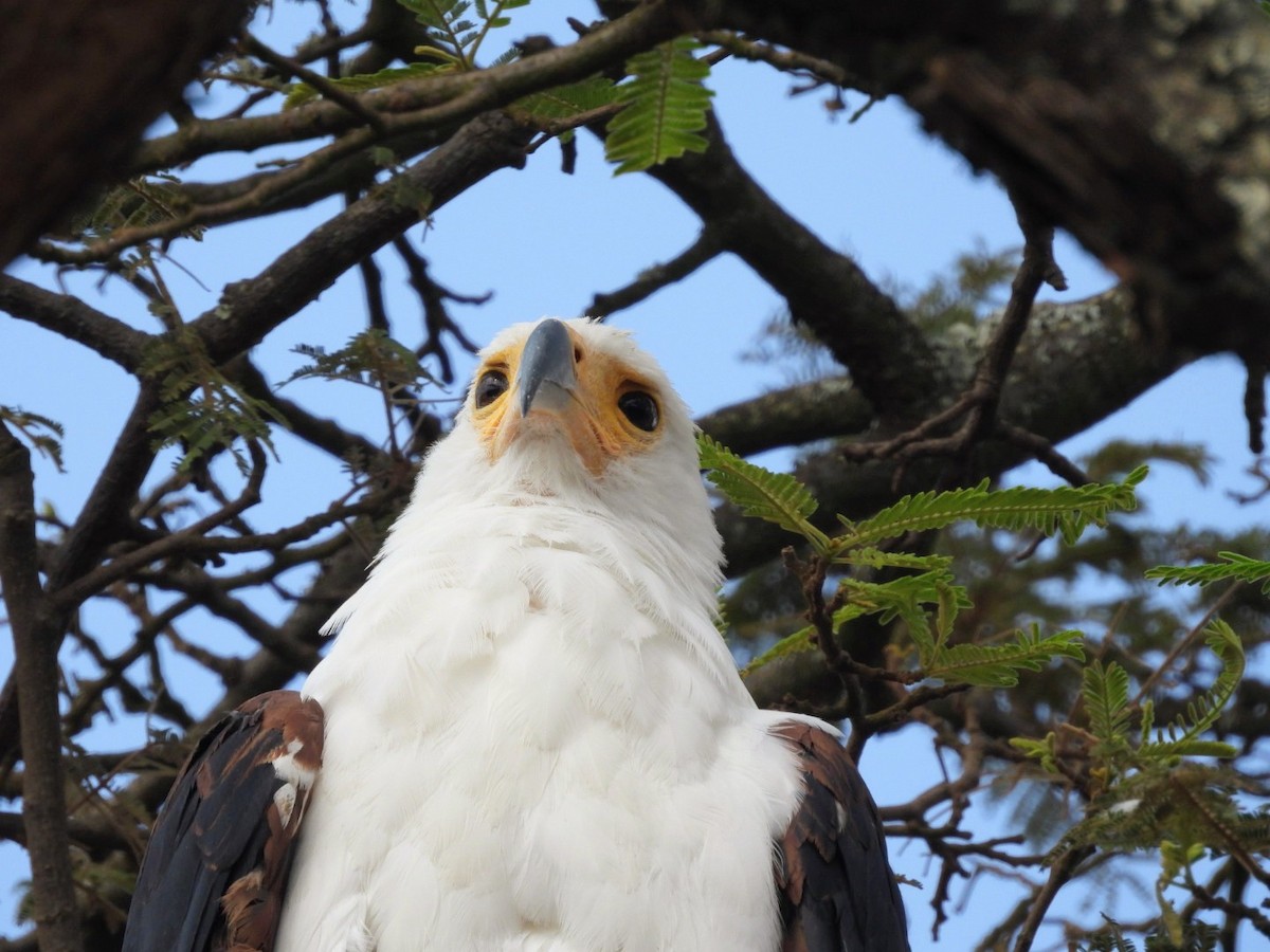African Fish-Eagle - ML642465509