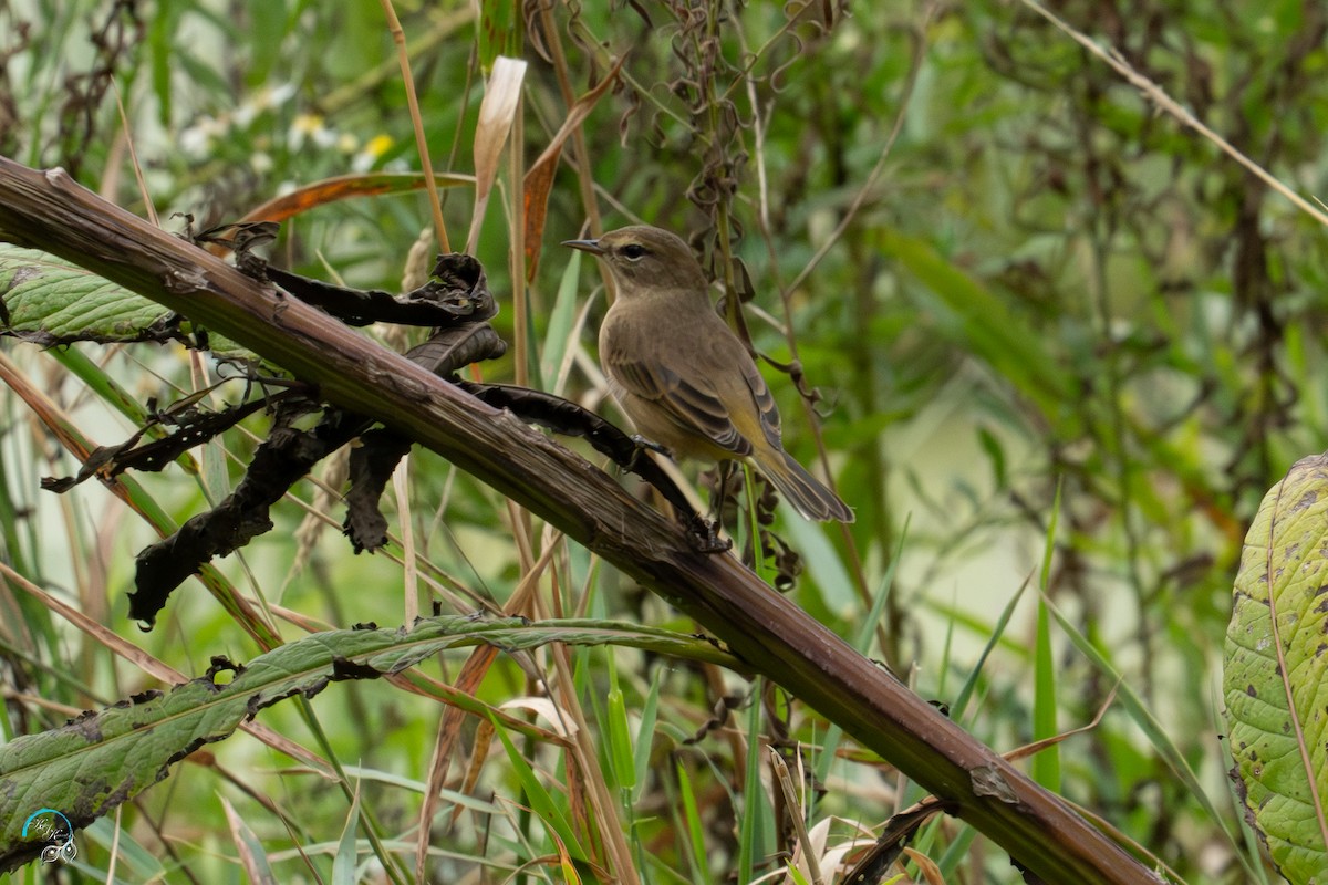 Palm Warbler - ML642465511