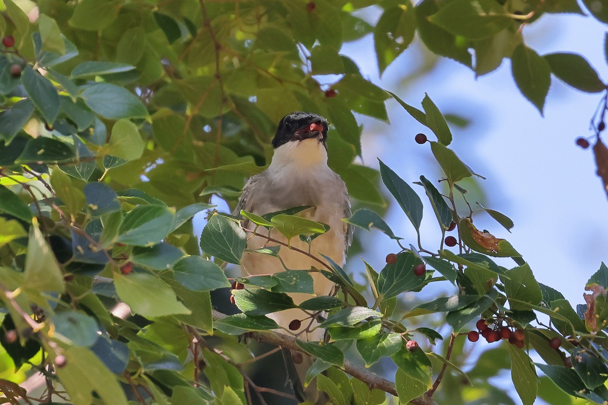 Azure-winged Magpie - ML642465512