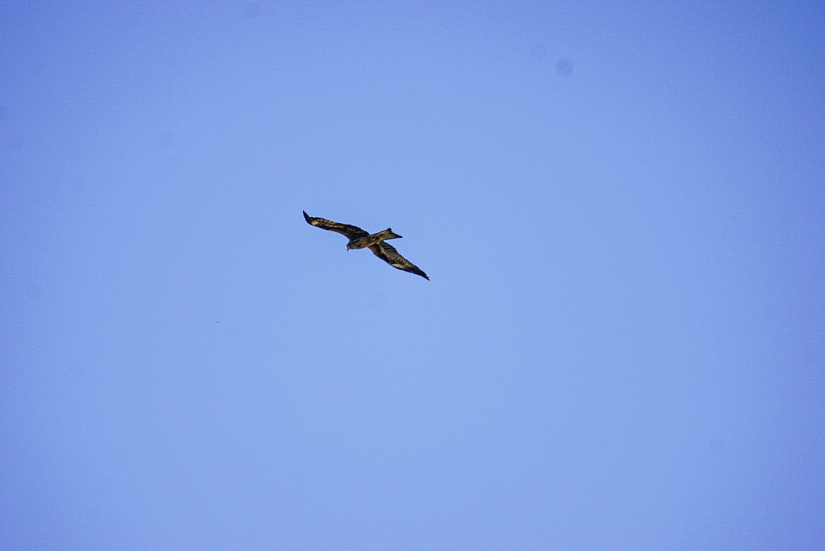 Levant Sparrowhawk - ML642465514