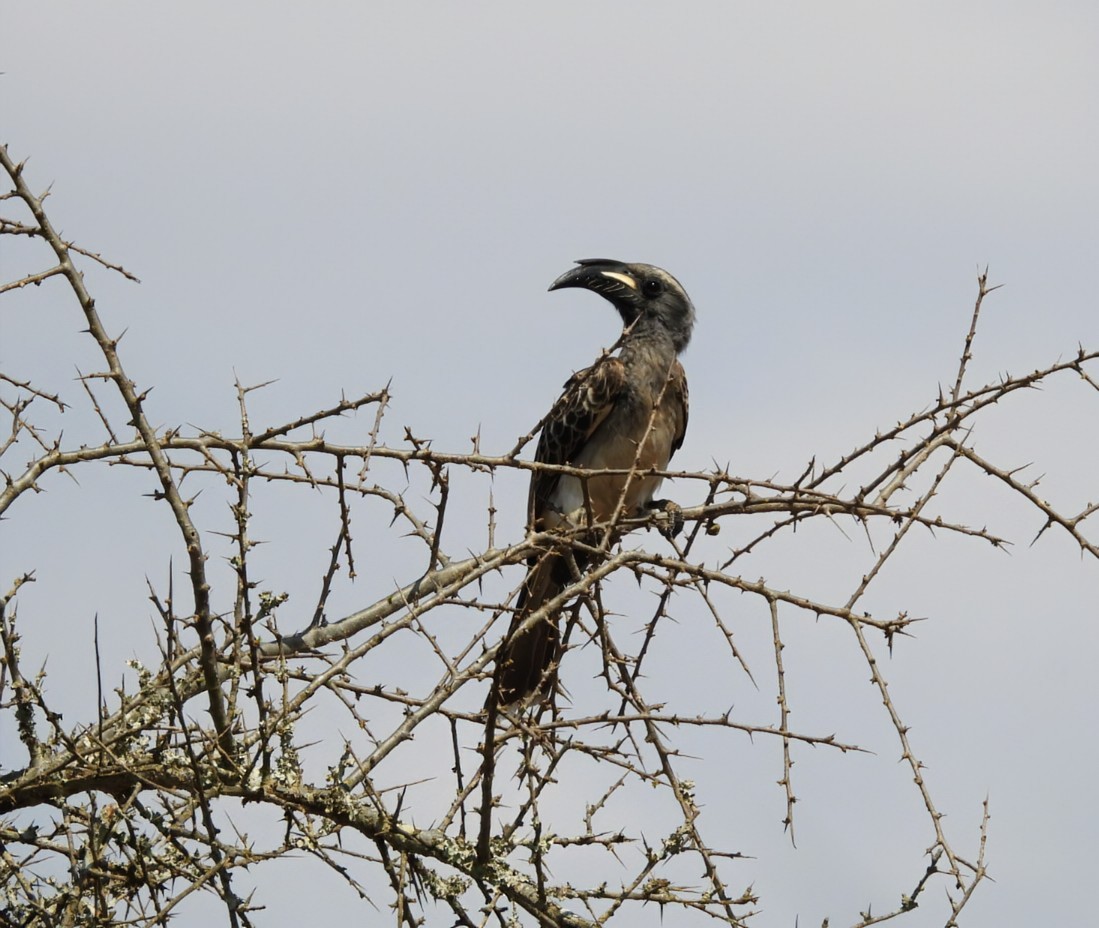 African Gray Hornbill - ML642465515