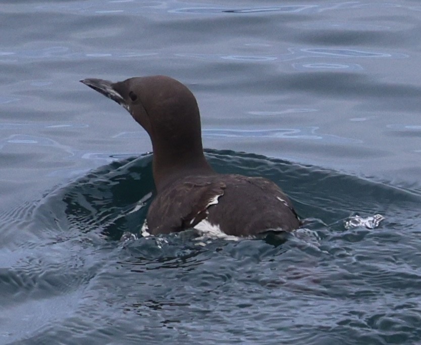 Common Murre - ML642465517