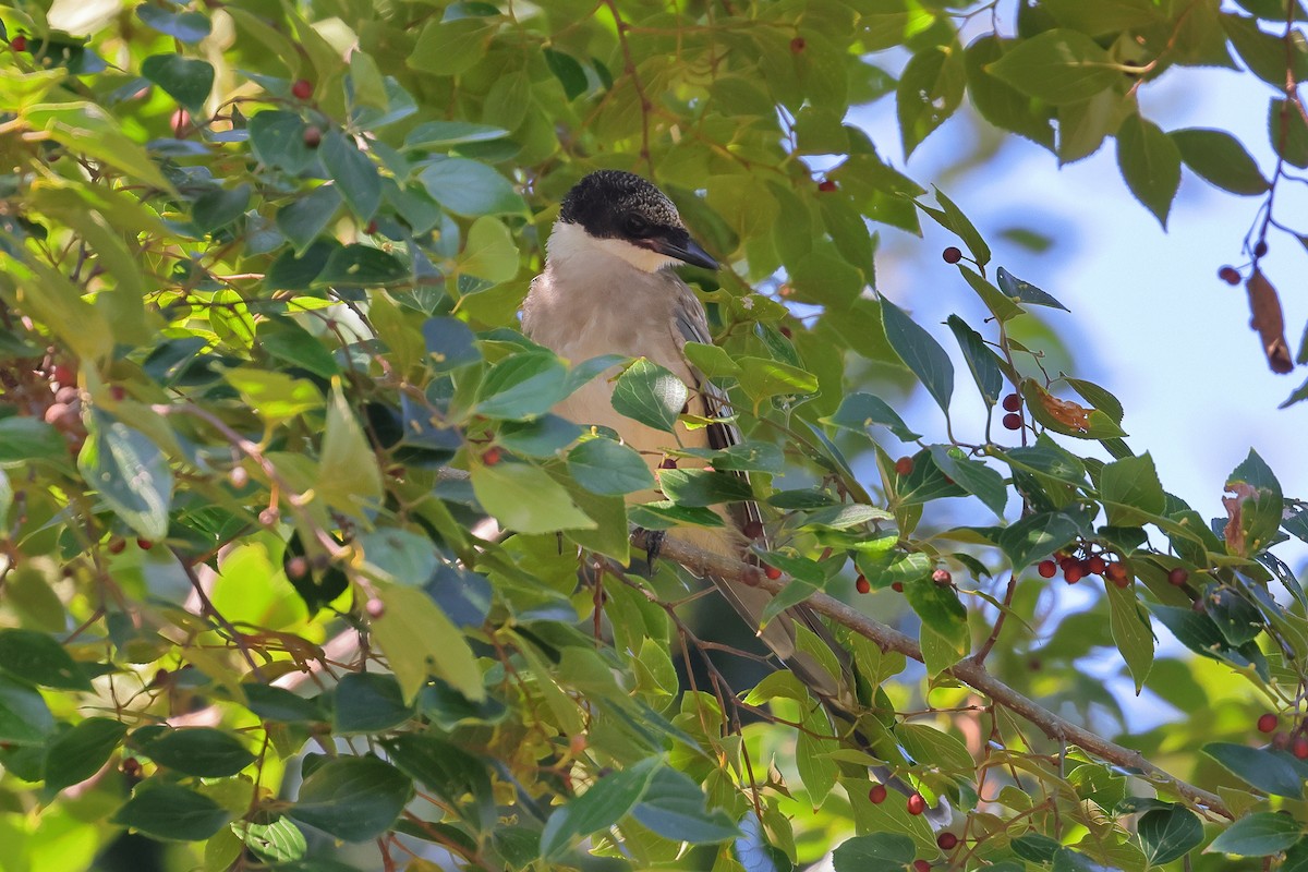Azure-winged Magpie - ML642465518