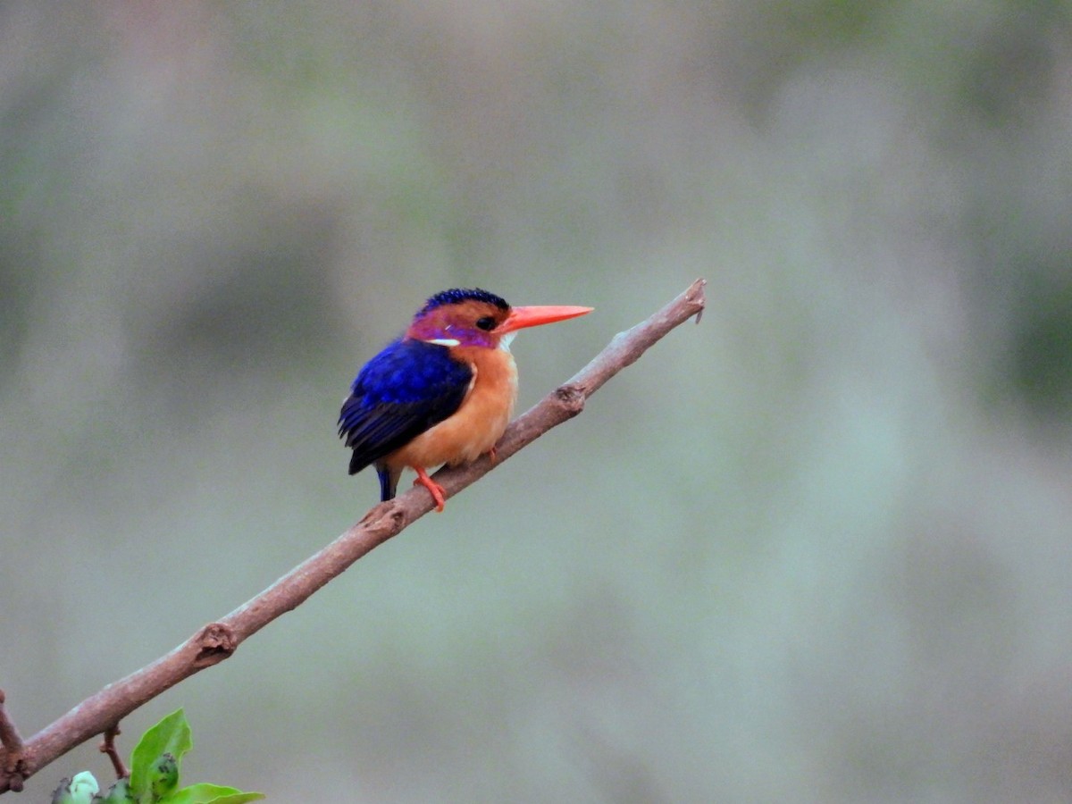 African Pygmy Kingfisher - ML642465519