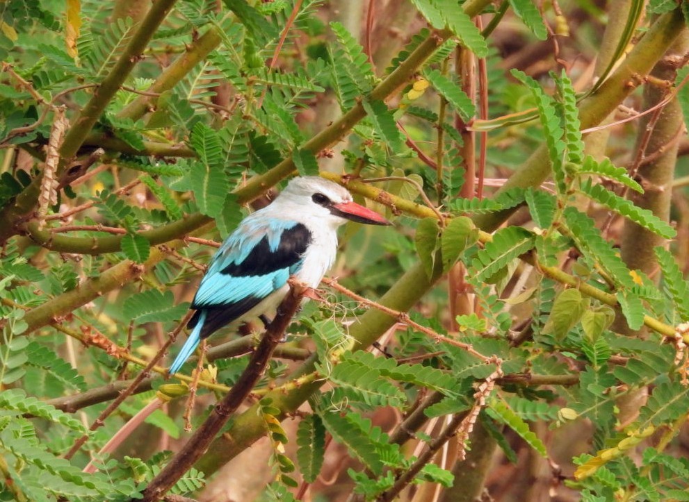 Woodland Kingfisher - ML642465522