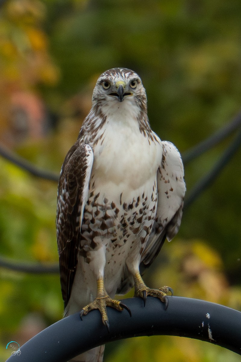 Red-tailed Hawk - ML642465525