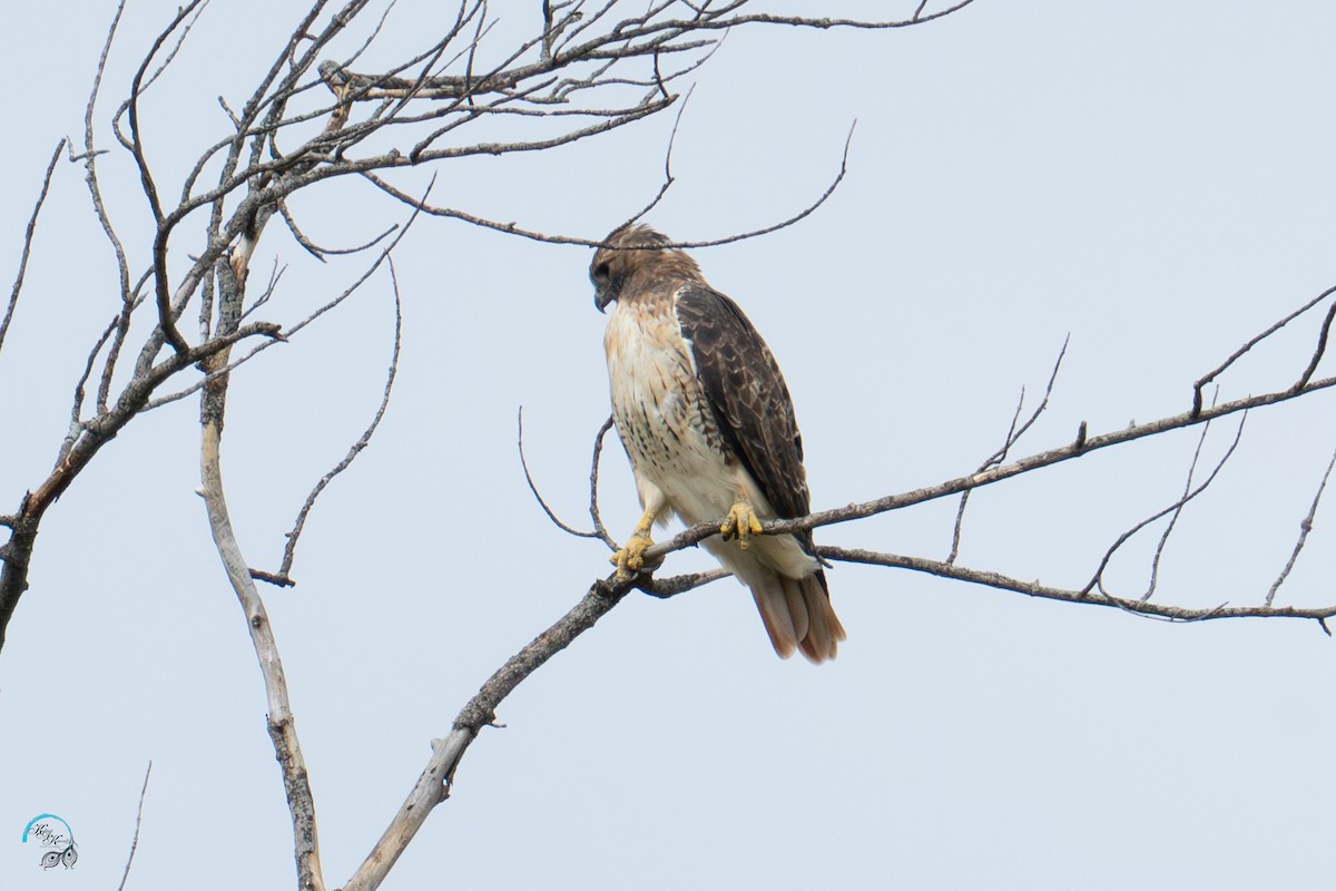 Red-tailed Hawk - ML642465526