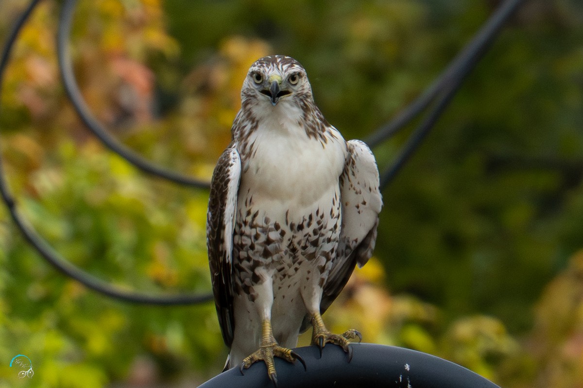 Red-tailed Hawk - ML642465528