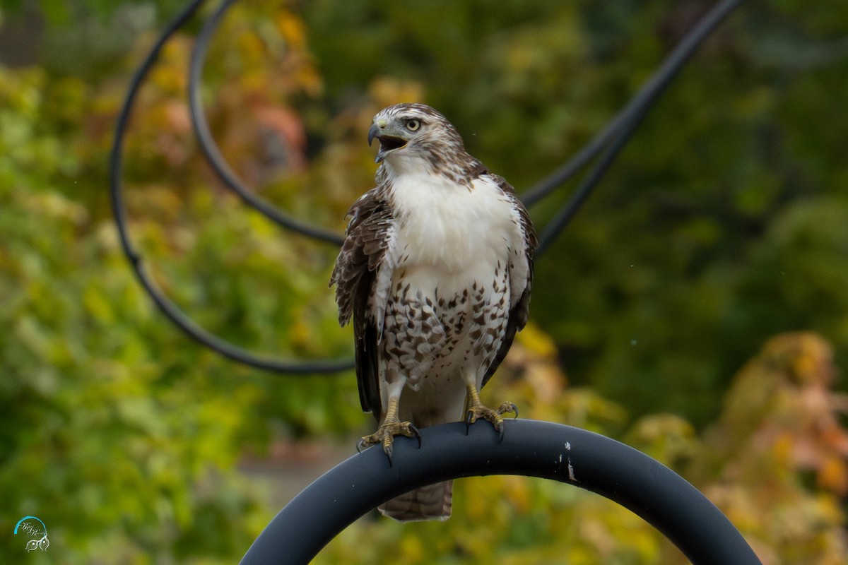 Red-tailed Hawk - ML642465531