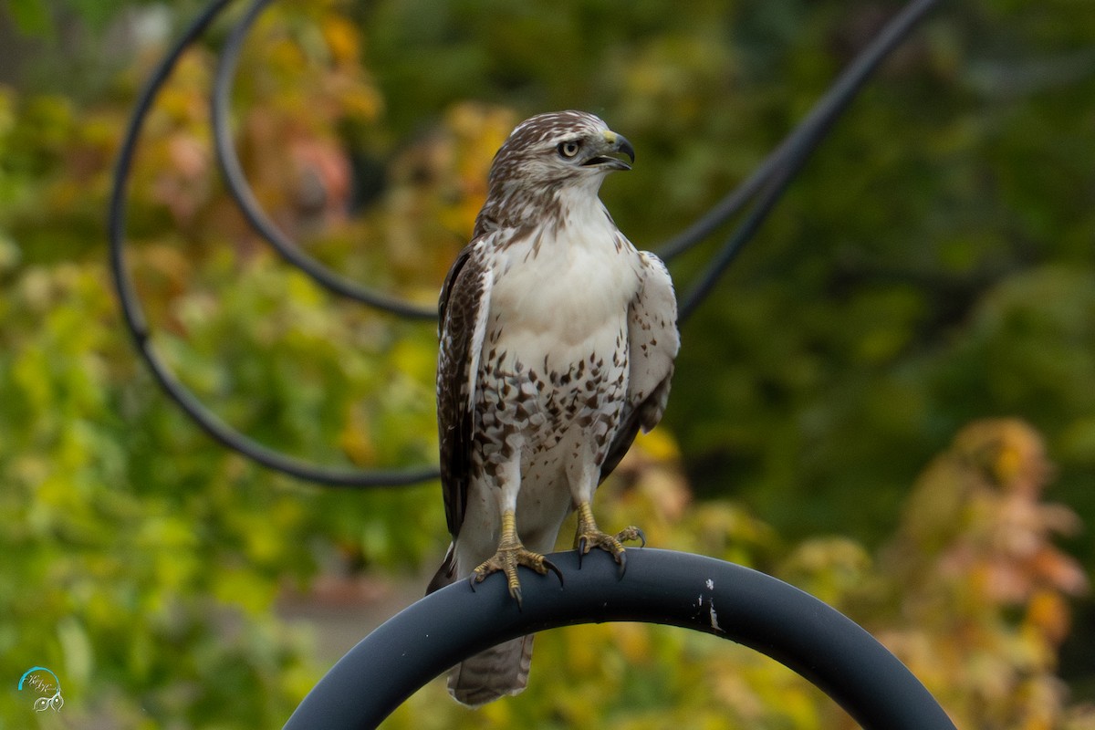 Red-tailed Hawk - ML642465532