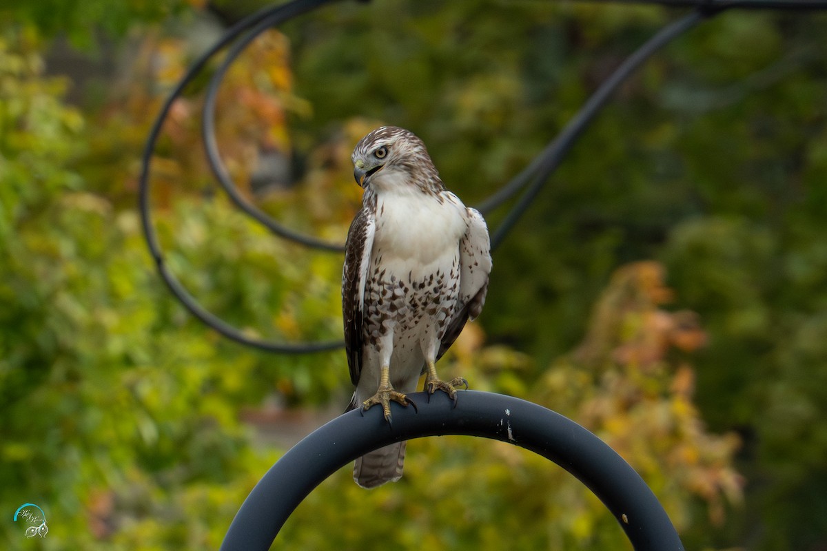 Red-tailed Hawk - ML642465533