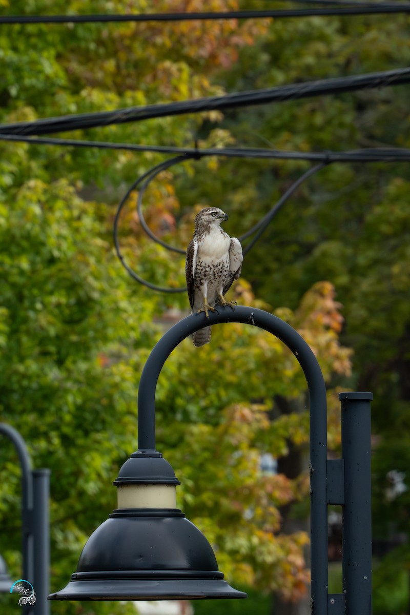 Red-tailed Hawk - ML642465534