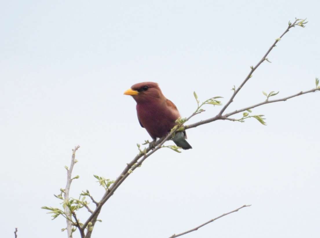 Broad-billed Roller - ML642465536