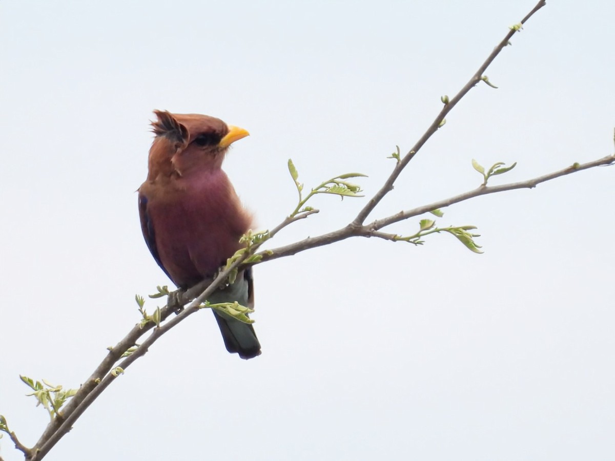 Broad-billed Roller - ML642465537