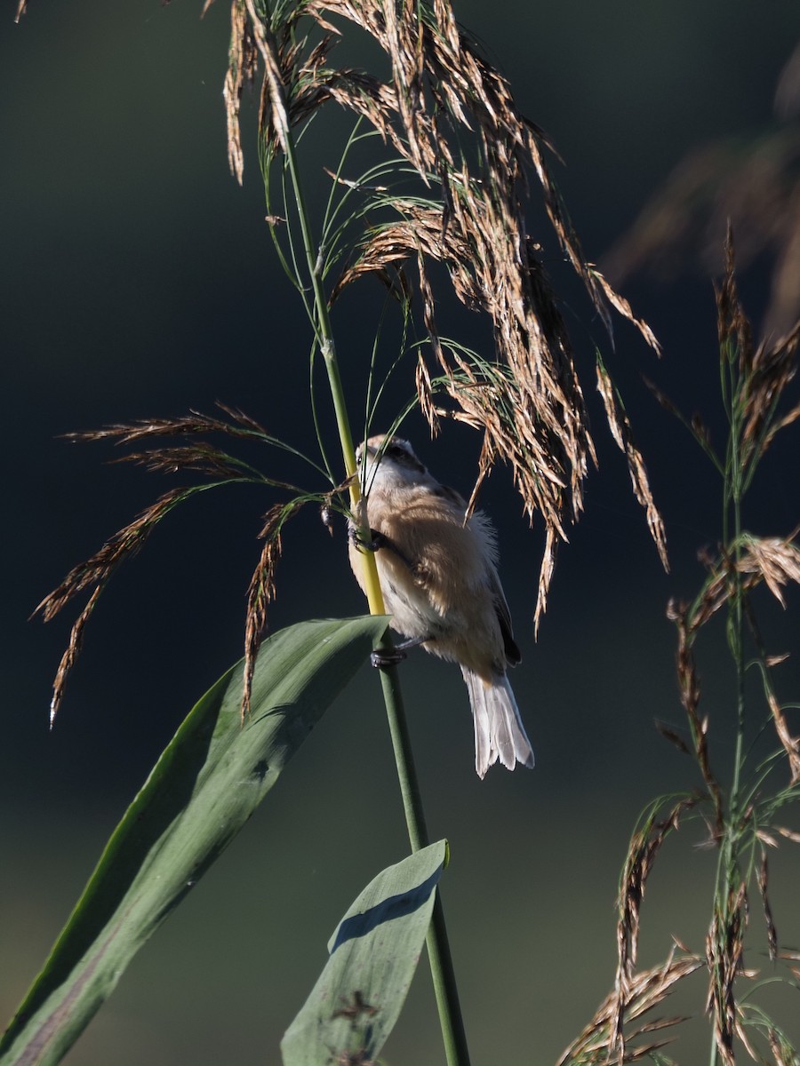 Eurasian Penduline-Tit - ML642465538