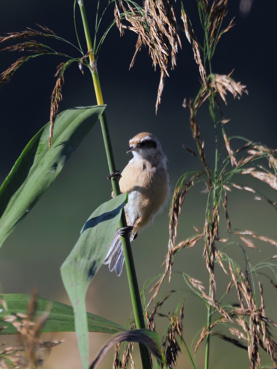 Eurasian Penduline-Tit - ML642465539
