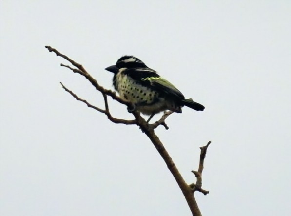 Spot-flanked Barbet - ML642465541