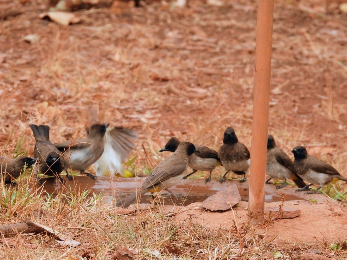 Common Bulbul - ML642465543